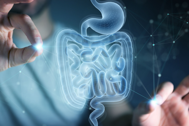 gut microbiome |