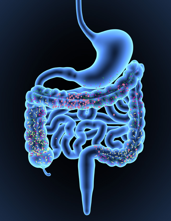Bacteria in Gut copy |